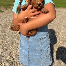 Aussiedoodle, Bernedoodle, Cavapoo, Goldendoodle, and Newfypoo Puppies from Haaspawz