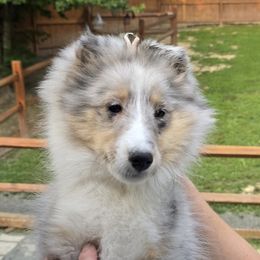 Shetland Sheepdog puppies from Holly's Sheepdogs