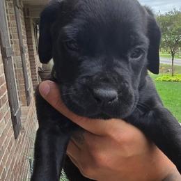 Yellow Collar - Black female Cane Corso puppy in Granbury, Texas from La Muerte Corso Kennel