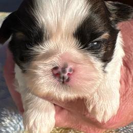 HB1 - Gold and white male Shih Tzu puppy in Madras, Oregon from Maridee’s ShihTzu