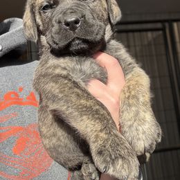 Gray Collar - Brindle male Boerboel puppy in Manitowoc, Wisconsin from Mae Boerboel