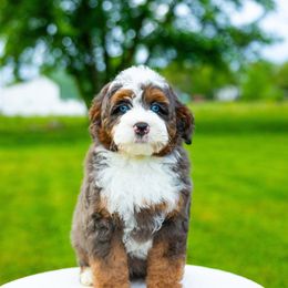 Brooks - Blue merle male Bernedoodle puppy in Dalton, Ohio from Spring Mountain Doodles