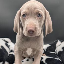 Jennifer - Silver gray female Weimaraner puppy in Evart, Michigan from Drehbar Weimaraners
