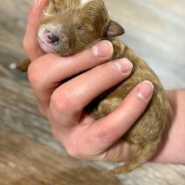 Holly - Tri-color female Cavapoo puppy in Columbia, Missouri from Jorden’s Cavapoo’s