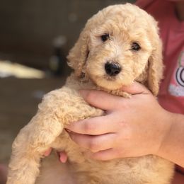 Aussiedoodle, Bernedoodle, and Poodle Puppies from Megan’s Spoiled Standards