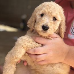 Aussiedoodle, Bernedoodle, and Poodle Puppies from Megan’s Spoiled Standards