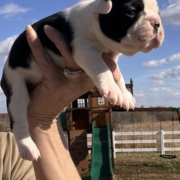 Moose Boy 4 - Black and white male Boston Terrier puppy in Coopertown, Tennessee from Toon’s Boston Terriers