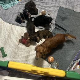 Dachshund Puppies from Dashing Doxie’s