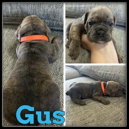 Gus - Brown brindle male Olde English Bulldogge puppy in Wheeler, Michigan from Haase Family Kennels
