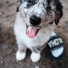 Australian Shepherd Puppies from Lil Rhody Blues Australian Shepherds