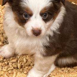 Kelly - Red tri-color female Australian Shepherd puppy in Hico, Texas from Chisholm Trail Kennels
