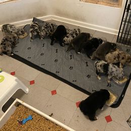 Australian Shepherd Puppies from BarberHof’s  Australian Shepherds
