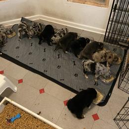 Australian Shepherd Puppies from BarberHof’s  Australian Shepherds