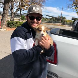 Pembroke Welsh Corgi Puppies from CB Corgis