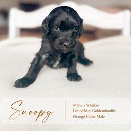 Snoopy - Black male Goldendoodle puppy in Hiddenite, North Carolina from Rose and Reid Doodles