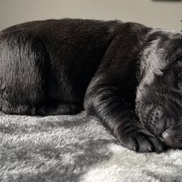 Blue Collar - Black Labrador Retriever puppy in Maine from Northern Woods Labs