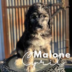 Malone Cyril - Saint Berdoodle puppy in Mesa, Arizona from Desert Bohunk Doodles and Branded Bullies