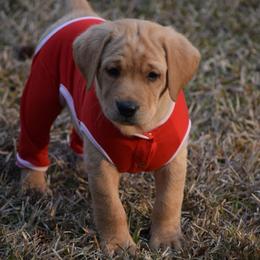 Yellow Male - Blue - Yellow male Labrador Retriever puppy in Edgefield, South Carolina from Backwoods Pond Labradors LLC