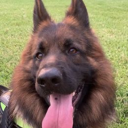 Romeo - German Shepherd