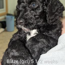 Blaze - Black female Goldendoodle puppy in Vinton, Iowa from Doodles to Love
