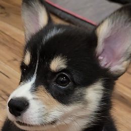 Girl 1 - Pembroke Welsh Corgi puppy in Farnham, Virginia from Polly’s Farm