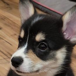 Girl 1 - Pembroke Welsh Corgi puppy in Farnham, Virginia from Polly’s Farm