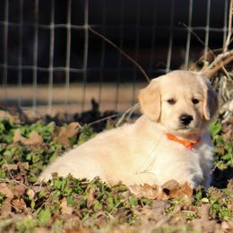 Golden Retriever Puppies from Golden Barnes Kennel