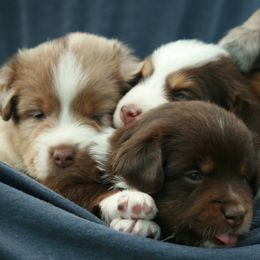 Miniature Australian Shepherd Puppies from Cabin Hearth Miniature Australian Shepherds