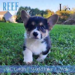 Reef - Black and tan male Pembroke Welsh Corgi puppy in Pine Village, Indiana from NL Horsemanship