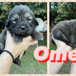 Neapolitan Mastiff and Tibetan Mastiff Puppies from Carolina Coastal Mastinos