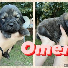 Neapolitan Mastiff and Tibetan Mastiff Puppies from Carolina Coastal Mastinos