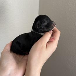 Baby Ruth - Black tri-color female Australian Shepherd puppy in Weeki Wachee, Florida from Ace of Spades Australian Shepherds