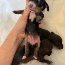 Girl 1 - Black and tan female Dachshund puppy in Montrose, Michigan from Livy’s Doodles