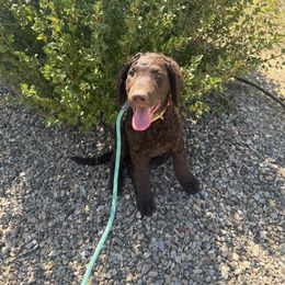 Hawkeye - Liver male Curly-Coated Retriever puppy in Salt Lake City, Utah from Betacoil Curly Coated Retrievers