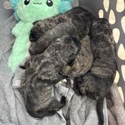 Purple - Tiger female Perro de Presa Canario puppy in Houston, Texas from Space City Presas