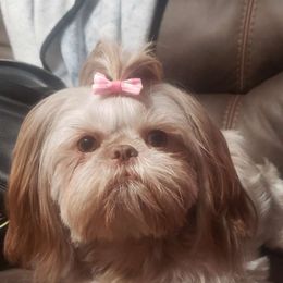 Sugar - Shih Tzu