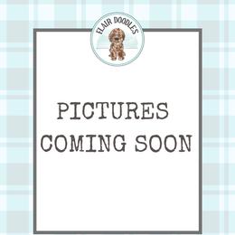 Love Nugget - Chocolate male Goldendoodle puppy in Mc Kinney, Texas from Flair Doodles