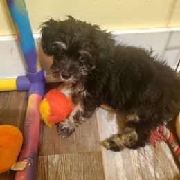 Dodger - Phantom male Maltipoo puppy in Ladson, South Carolina from Precious Pups