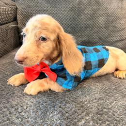 Caspen - Fawn (isabella) and tan male Dachshund puppy in Magnolia, Texas from Carrie’s Countryside Dachshunds
