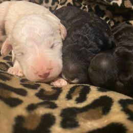 Goldendoodle Puppies from Doodle Den RI