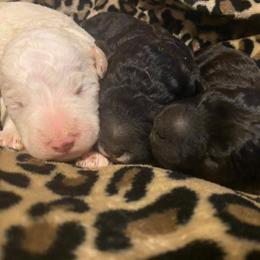 Goldendoodle Puppies from Doodle Den RI
