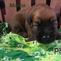 Marco - Wheaten male Soft Coated Wheaten Terrier puppy in Gladewater, Texas from Felicias Swheaties