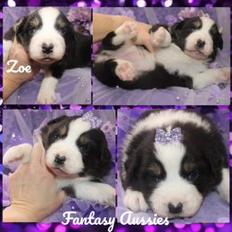 Zoe - Black tri-color female Australian Shepherd puppy in Anna, Texas from Fantasy Pomeranians & Fantasy Aussies