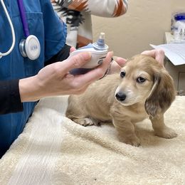 Dachshund Puppies from Island Farms Mimi’s Dachshunds Florida