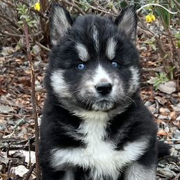 Pomsky and Siberian Husky Puppies from Osiris’s Siberians & Pomskies
