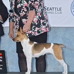 Rat Terriers from Sultan Briars