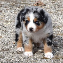 Houston - Blue merle male Australian Shepherd puppy in Falcon, Missouri from www.maubachranch.com