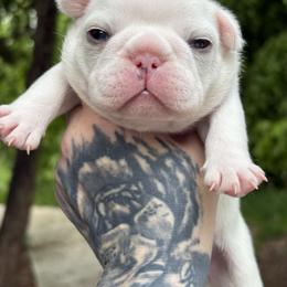 French Bulldog Puppies from Top Billin' Frenchies, LLC