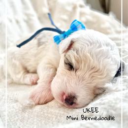 UKEE - Grey and white male Bernedoodle puppy in Houston, Texas from Pia’s Doodle Poodle Wag