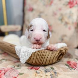 Myles - Parti male Goldendoodle puppy in Sulphur, Louisiana from Curly Q’s Of Carlyss